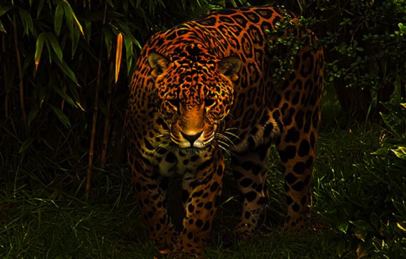 Jaguar-jungle